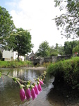 SX22951 Foxglove hanging over Clun river.jpg